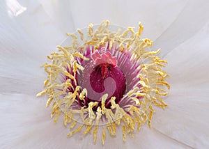 Peony stamen