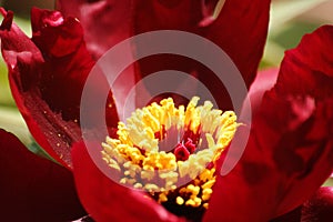 Peony stamen