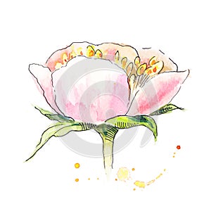 Peony with stamen in watercolor. Watercolor painting of peony.