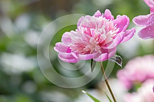 Peony in the sunlight int he backyard garden