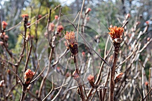 Peony treelike in spring. Young buds of a tree peony are swelled photo
