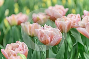 Peony-tulip Tulipa Beachberry, carnation pink flowers