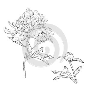 Peony vector illustration flower set. Branch blossom bud leaves. Black outline graphic drawing. Garden foliage ink