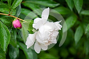 Peony in water drops after rain close up