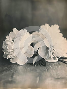 Peony white flowers are lying on table. Delicate fresh flowers, spring harmony. Black and white retro photography