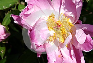 Peony with white to pink petals and yellow pistil