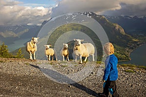 People, adult with kids and pet dog, hiking mount Hoven, enjoying the splendid view over Nordfjord from Loen skylift