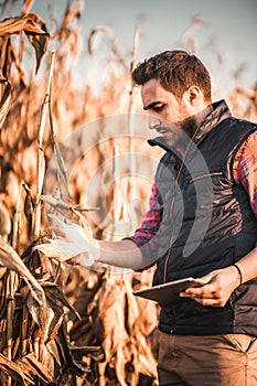 People - agronomist portrait of man using tablet in agriculture harvest photo