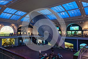 People at the American Museum of Natural History, looking at the Blue Whale model, in New York City