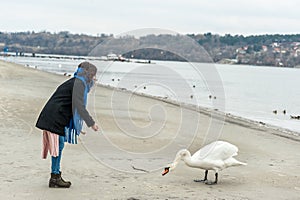 Beautiful young girl in the black coat feeding the swan on the beach near river or lake water in the cold winter weather, animal f