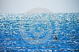 People bathing in the sea, Sunny water sparkles