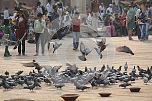 People and birds at Jama Masjid, Delhi