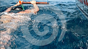 People on boat sail behind masked dolphin family Stenellalongirostris submerged in open, clear sea