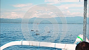 People on a boat sail behind the Stenellalongirostris family of dolphins that jump out of the water in the open, clear sea