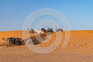 People and camels in the Sahara desert. Morocco