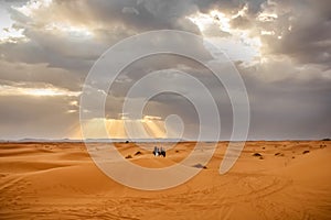 People on camels in the Sahara desert at sunset background