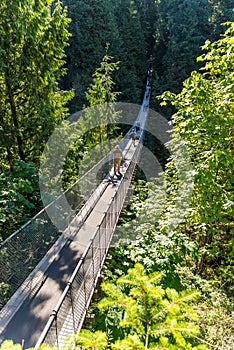 People on Capilano Suspension Bridge amongst trees