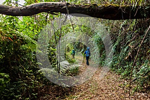 People carring large backpacks on a rainforest trail in Brazil