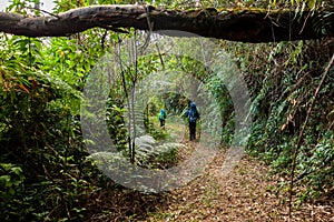 People carring large backpacks on a rainforest trail in Brazil