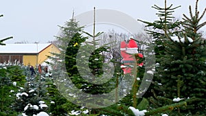 People choose a Christmas tree at the winter market.Live trees and Santa Claus figure at the Christmas market.Buying and