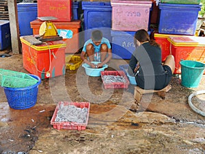 People cleans the squid washed to prepare to take the sun