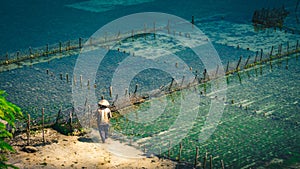 People collect seaweed plantations algal - Nusa Penida, Bali, Indonesia