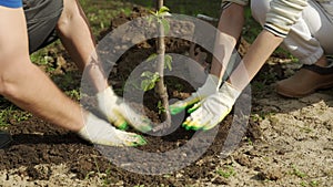 People cover tree seedling with ground in garden closeup