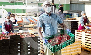 People with crates in cherry warehouse with mask