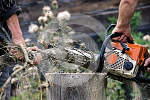 People cut trees in lichen with gasoline saw