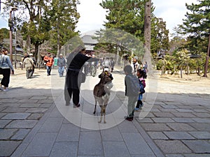 People and deer at nara park, 2016