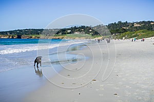 People and dogs having fun on the beach, Carmel-by-the-Sea, Monterey Peninsula, California