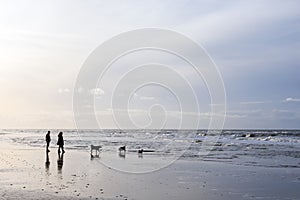 People and dogs stroll on north sea beach in holland