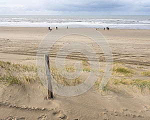 People and dogs stroll on north sea beach in holland