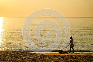people with dogs walking on the Beautiful beach at sunset