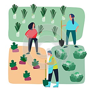 People doing agricultural works on vegetable patch. Vector flat illustration. Harvesting, gardening, agritourism concept