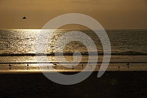 People doing sports  at the shore of the beach in a sunset