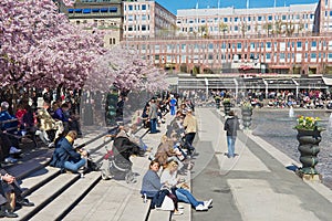 People enjoy lunchtime under blossoming cherry trees at Kungstradgarden in Stockholm, Sweden.