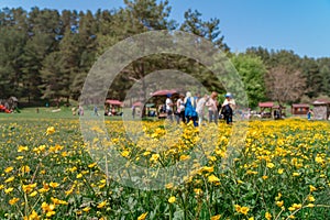 People enjoying a beautiful spring day and having a picnic in meadow full of yellow flowers in Golcuk Nature Park in Bolu
