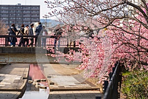 People enjoying kawazu cherry blossoms in the Yodo Suiro Waterway in Kyoto.