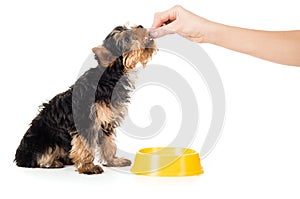 People are fed puppy food with hands
