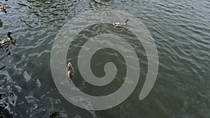 People feed ducks and ducklings swimming in a pond in the park in the summer.