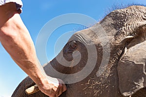 people feeding banana to young asian elephant