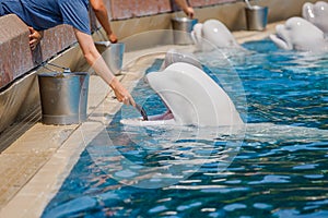 People feeding belugas