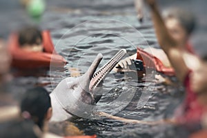 People feeding the famous Pink Dolphin Boto Rosa in Amazon, Br photo