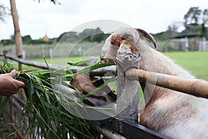 People are feeding fresh grass to the goats on the farm. In the morning