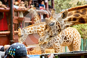 People feeding giraffes in Giraffe Center Nairobi, Kenya