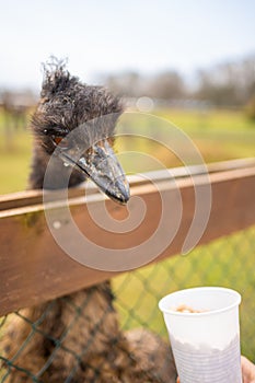 People feeding ostrich in contact zoo with domestic animals and people in Zelcin, Czech republic.