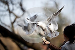 People feeding seagulls and pigeons