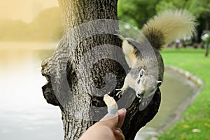 People feeding Squirrel with peanut or bean on tree.