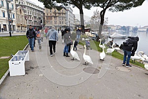 People feeding swans with bread
